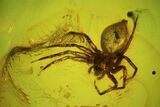 Fossil Spider (Aranea) In Baltic Amber #45140-1